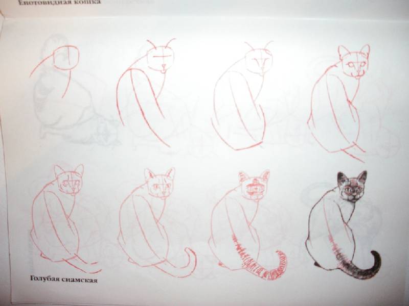 Иллюстрация 3 из 23 для Рисуем 50 кошек - Ли Эймис | Лабиринт - книги. Источник: Tiger.