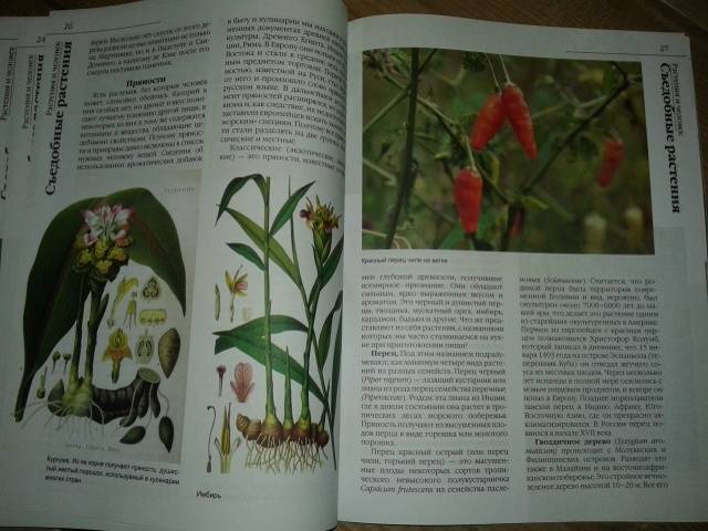 Иллюстрация 22 из 24 для Растения и человек | Лабиринт - книги. Источник: Алёнка