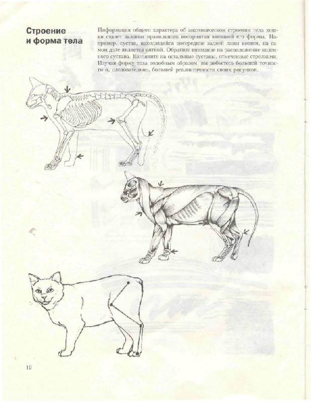 Иллюстрация 17 из 39 для Учитесь рисовать кошек - Дэвид Браун | Лабиринт - книги. Источник: Юта