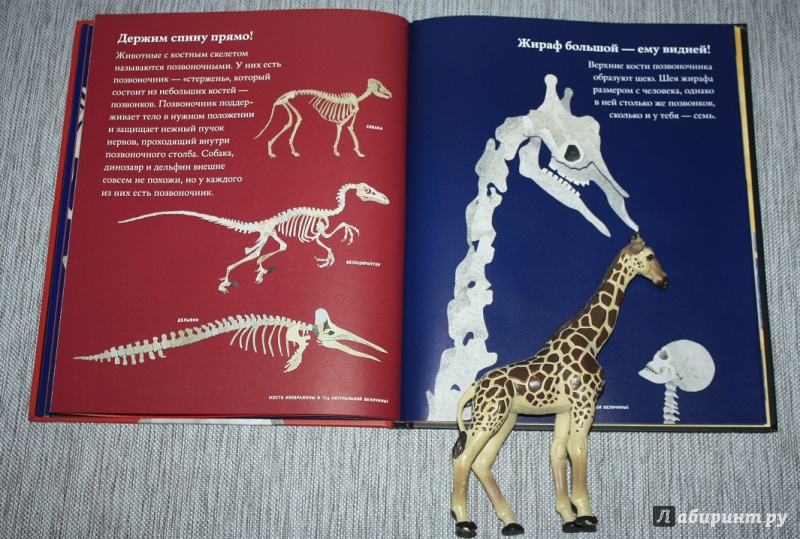Иллюстрация 20 из 41 для Кости и скелеты - Стив Дженкинс | Лабиринт - книги. Источник: КНИЖНОЕ ДЕТСТВО