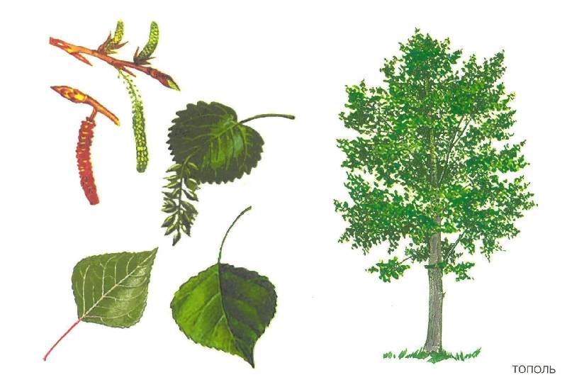 Иллюстрация 20 из 32 для Расскажите детям о деревьях | Лабиринт - книги. Источник: Юта