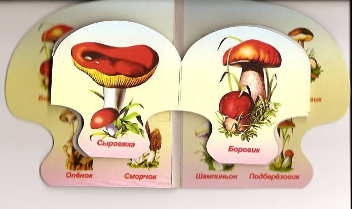 Иллюстрация 1 из 4 для Съедобные грибы | Лабиринт - книги. Источник: Бойцова  Ольга Евгеньевна