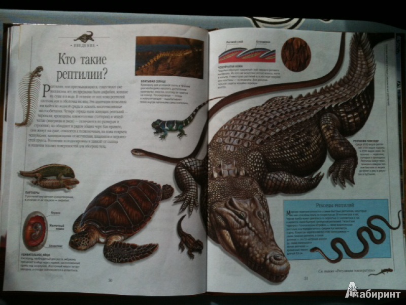 Иллюстрация 5 из 45 для Динозавры и рептилии | Лабиринт - книги. Источник: Каманина  Мария