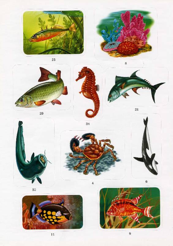 Иллюстрация 5 из 9 для Рыбы - А. Бугаев | Лабиринт - книги. Источник: РИВА