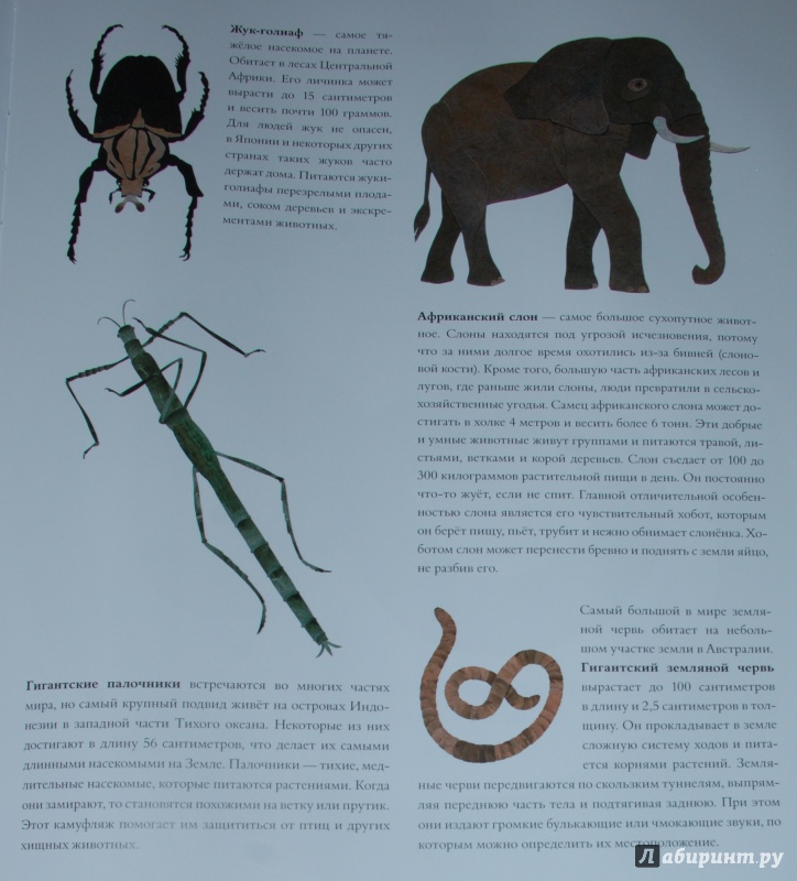 Иллюстрация 41 из 84 для Сравни! Животные в натуральную величину - Стив Дженкинс | Лабиринт - книги. Источник: Книжный кот