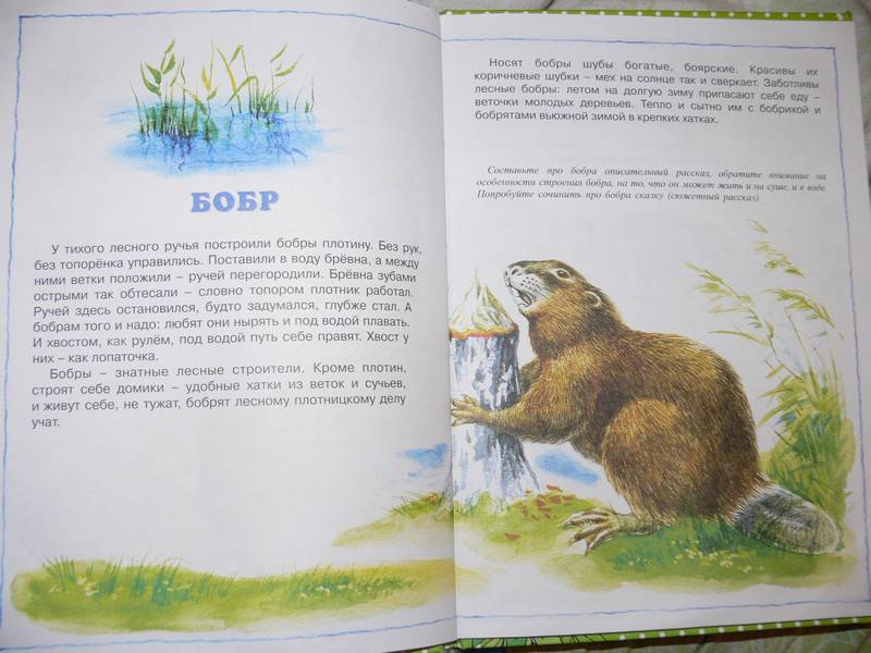 Иллюстрация 9 из 20 для О диких и домашних животных. 2-4 года | Лабиринт - книги. Источник: Irbis