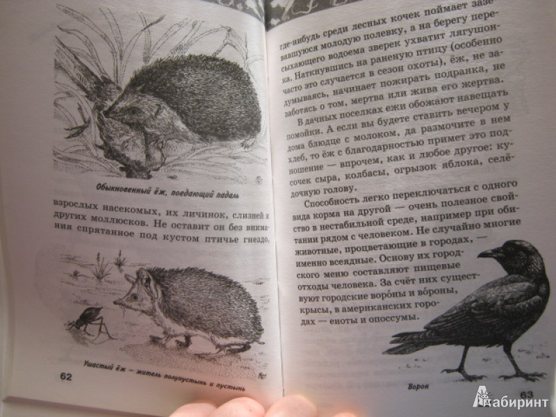 Иллюстрация 34 из 41 для Жизнь животных | Лабиринт - книги. Источник: Евгения39