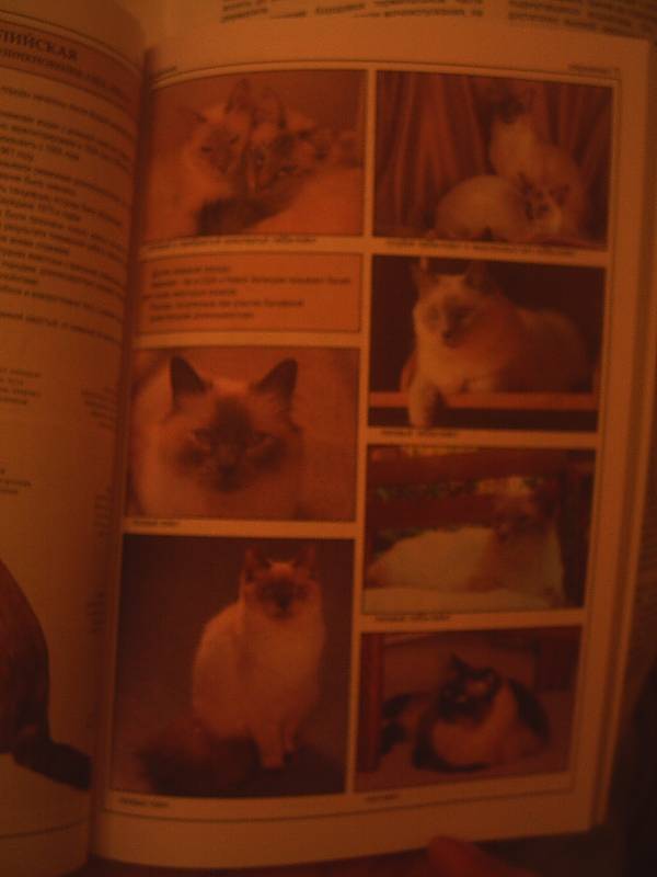 Иллюстрация 10 из 39 для Все о породах кошек - Джульетта Мей | Лабиринт - книги. Источник: АлЮр