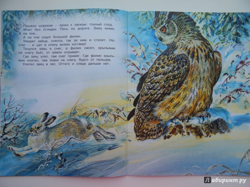 Иллюстрация 49 из 54 для Кузя двухвостый - Виталий Бианки | Лабиринт - книги. Источник: Мелкова  Оксана