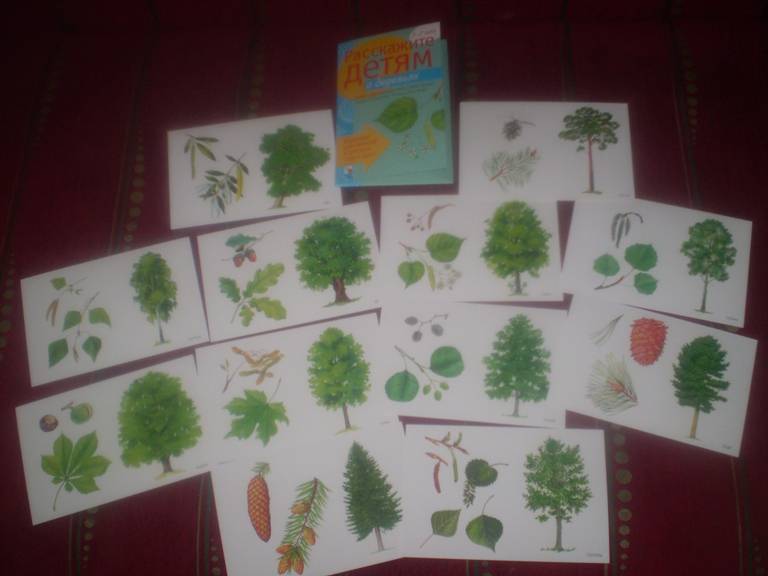 Иллюстрация 29 из 32 для Расскажите детям о деревьях | Лабиринт - книги. Источник: LenaLejneva
