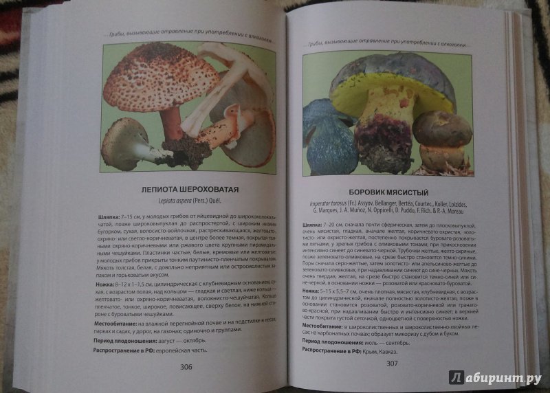 Иллюстрация 6 из 27 для Ядовитые грибы России - Михаил Вишневский | Лабиринт - книги. Источник: Попов  Андрей