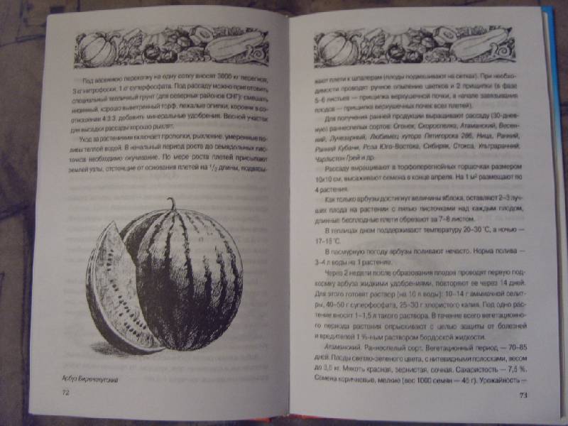 Иллюстрация 3 из 11 для Чудо-огород - Борис Страга | Лабиринт - книги. Источник: Золотая рыбка