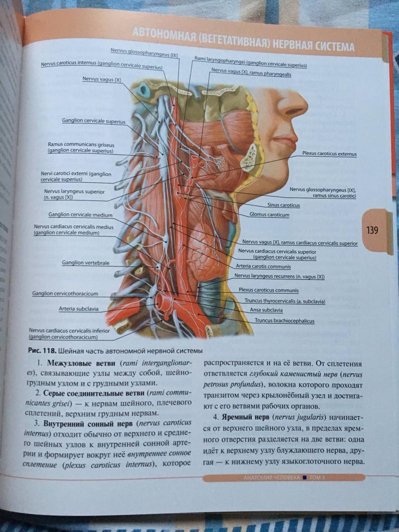 Иллюстрация 24 из 26 для Анатомия человека. Учебник в 3-х томах. Том 3. Нервная система. Органы чувств - Ничипорук, Колесников, Гайворонский | Лабиринт - книги. Источник: Дарья