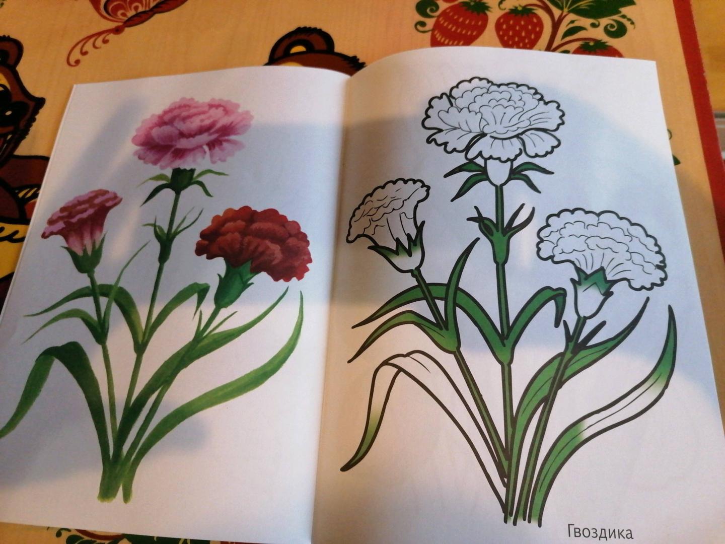Иллюстрация 9 из 16 для Цветы садовые | Лабиринт - книги. Источник: Савушкина Ольга