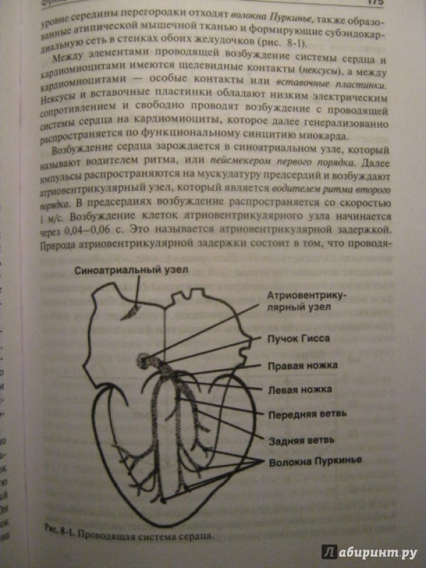 Иллюстрация 16 из 34 для Физиология человека. Compendium - Захаров, Ткаченко, Брин | Лабиринт - книги. Источник: Евгения39