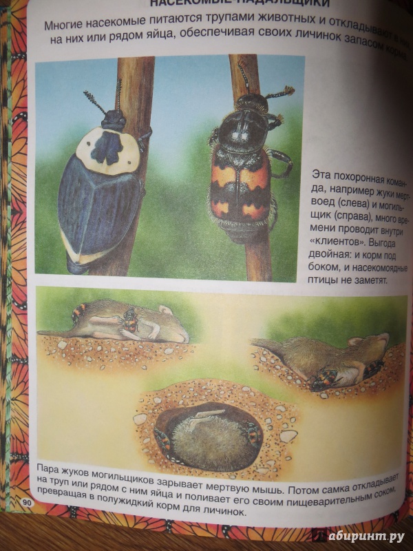 Иллюстрация 32 из 42 для Животные-рекордсмены - Эмили Бомон | Лабиринт - книги. Источник: love.russul