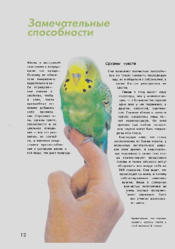 Иллюстрация 7 из 14 для Волнистые попугайчики - Курт Колар | Лабиринт - книги. Источник: Юта