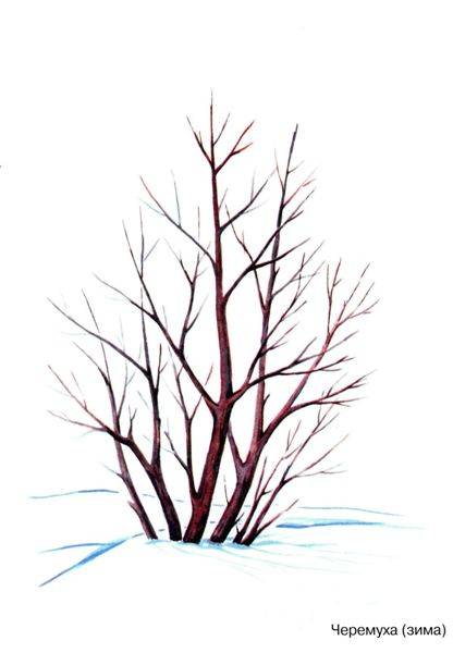 Иллюстрация 18 из 33 для Деревья в картинках. Наглядное пособие для педагогов, логопедов, воспитателей и родителей | Лабиринт - книги. Источник: Юта