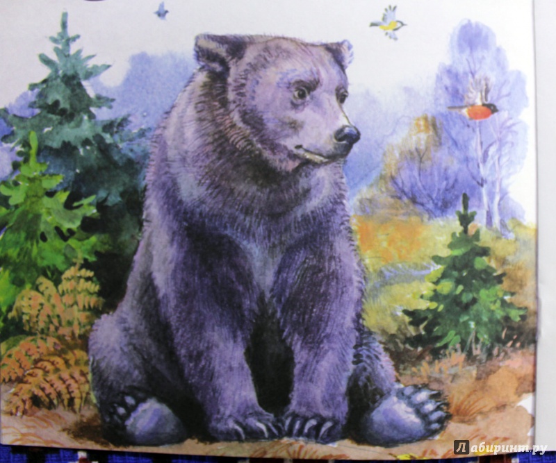 Иллюстрация 6 из 11 для Заяц, Косач, Медведь и Дед Мороз - Виталий Бианки | Лабиринт - книги. Источник: . NastasiaBu