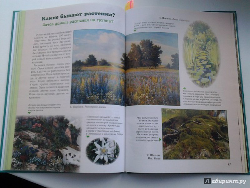 Иллюстрация 26 из 49 для Занимательная ботаника - Светлана Лаврова | Лабиринт - книги. Источник: Достойная