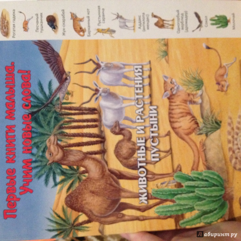 Иллюстрация 9 из 26 для Животные и растения пустыни | Лабиринт - книги. Источник: Салий  Любовь Сергеевна