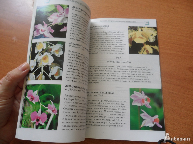 Иллюстрация 2 из 34 для Орхидеи - Коломейцева, Герасимов | Лабиринт - книги. Источник: юлия д.