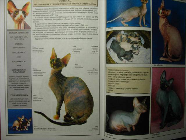 Иллюстрация 20 из 39 для Все о породах кошек - Джульетта Мей | Лабиринт - книги. Источник: kolobus