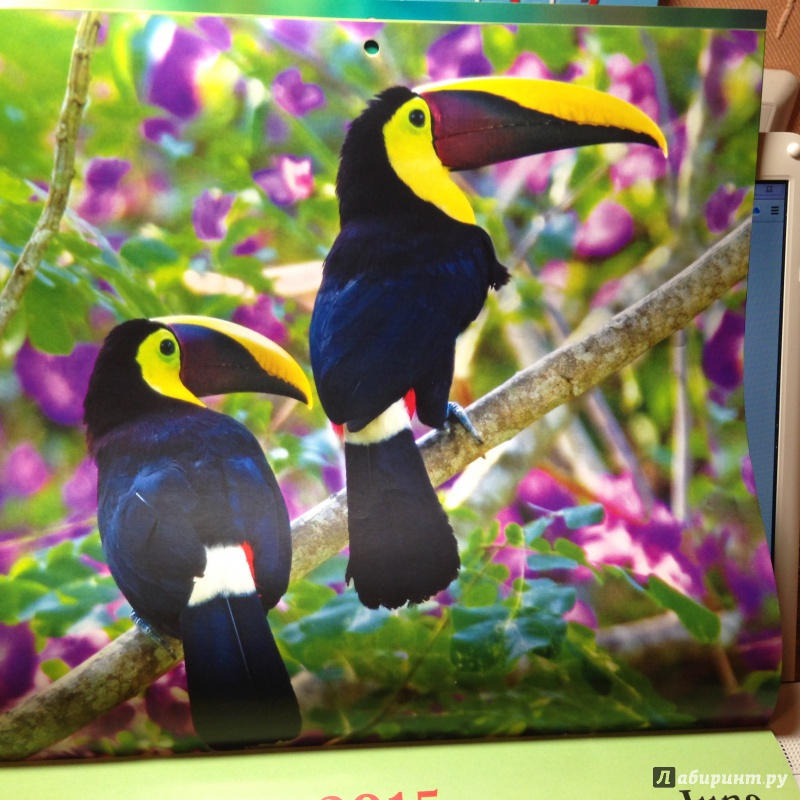Иллюстрация 7 из 15 для Календарь настенный на 2015 год "Яркие птицы" (КС121506) | Лабиринт - сувениры. Источник: Ноздрина  Светлана Олеговна
