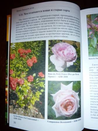 Иллюстрация 7 из 8 для Выращиваем розы на дачном участке - Нина Резвина | Лабиринт - книги. Источник: Крутова  Ольга