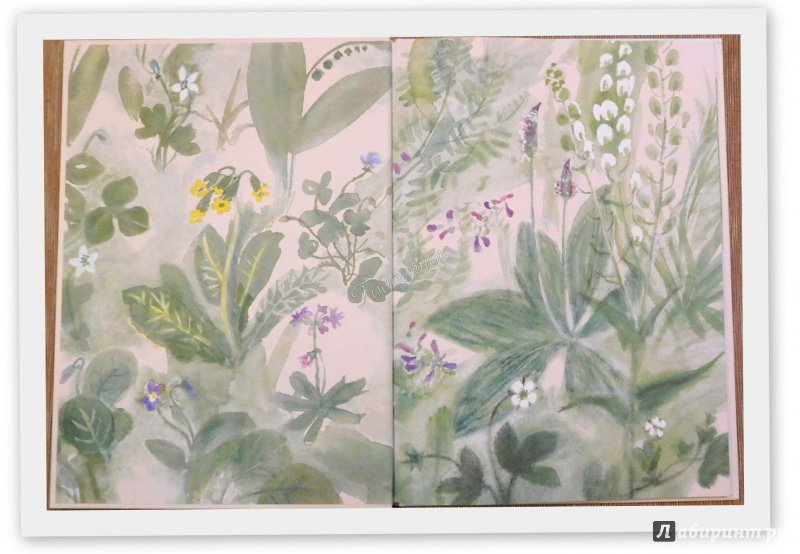 Иллюстрация 55 из 69 для Наши цветы - Екатерина Серова | Лабиринт - книги. Источник: Годовёнок