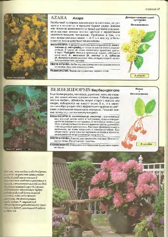 Иллюстрация 13 из 24 для Все о вечнозеленых растениях - Дэвид Хессайон | Лабиринт - книги. Источник: Кнопа2