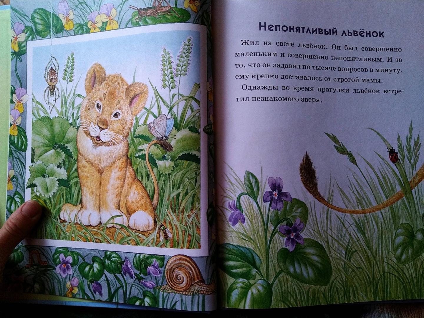 Иллюстрация 33 из 46 для Непонятливый львенок - Михаил Пляцковский | Лабиринт - книги. Источник: Лабиринт