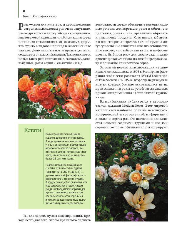 Иллюстрация 9 из 13 для Розы в вашем саду. Выбираем, ухаживаем, наслаждаемся - Тадеуш, Недялков | Лабиринт - книги. Источник: knigoved