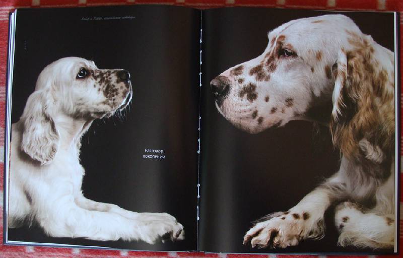 Иллюстрация 37 из 37 для Жизнь собак - Громис ди Трана Катерина | Лабиринт - книги. Источник: ЛиС-а