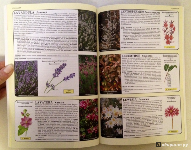 Иллюстрация 10 из 25 для Все о хвойных и вечнозеленых растениях - Дэвид Хессайон | Лабиринт - книги. Источник: Forlani