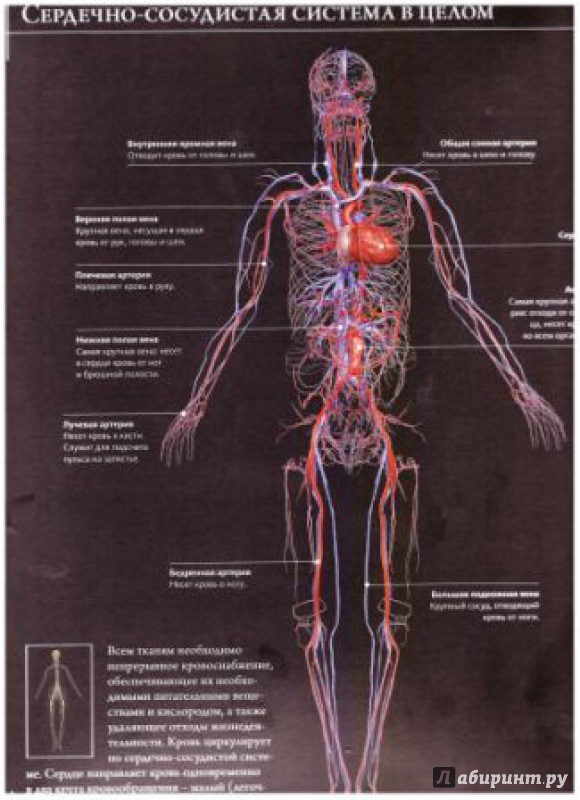 Иллюстрация 9 из 54 для Анатомия человека 360°. Иллюстрированный атлас - Джейми Роубак | Лабиринт - книги. Источник: lantonova