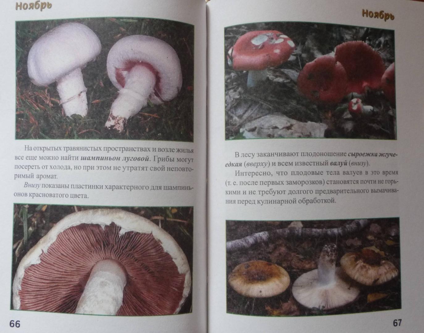 Иллюстрация 28 из 32 для За грибами с ноября по май - Михаил Вишневский | Лабиринт - книги. Источник: SiB