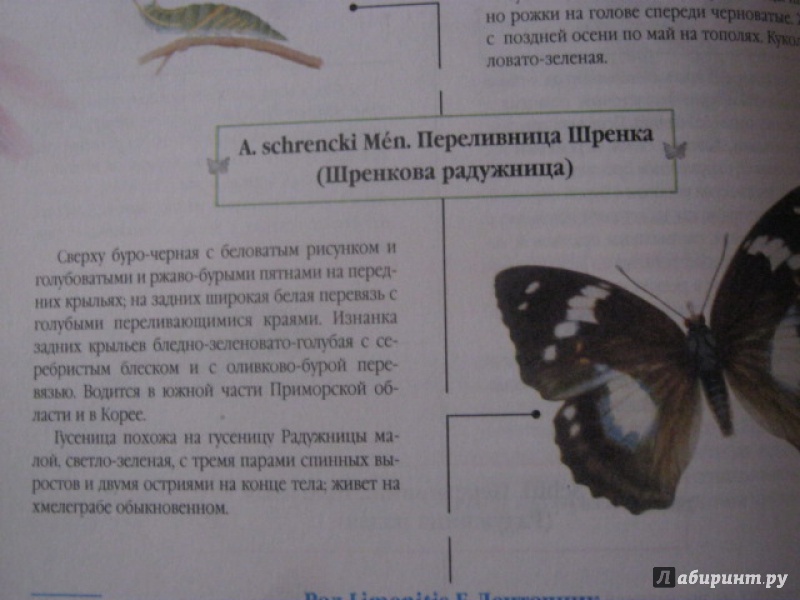 Иллюстрация 11 из 25 для Атлас бабочек и гусениц. Места обитания. Физические характеристики. Поведение. Размножение - Карл Ламперт | Лабиринт - книги. Источник: Евгения39
