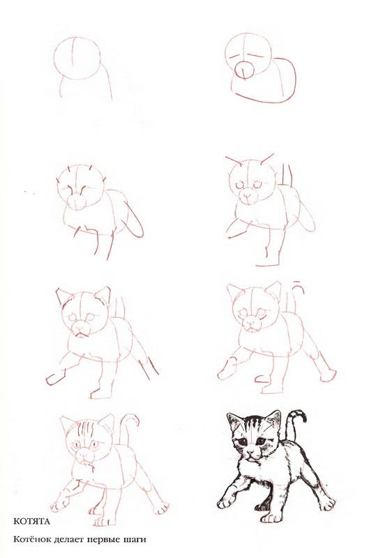 Иллюстрация 19 из 23 для Рисуем 50 кошек - Ли Эймис | Лабиринт - книги. Источник: Ялина