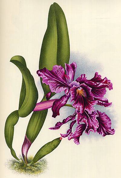Иллюстрация 35 из 38 для Орхидеи. Линдения - иконография орхидей | Лабиринт - книги. Источник: Bad Girl