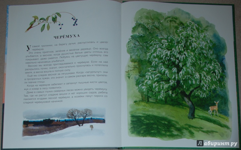 Иллюстрация 26 из 49 для Русский лес - Иван Соколов-Микитов | Лабиринт - книги. Источник: Книжный кот