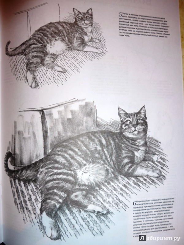 Иллюстрация 9 из 15 для Домашние животные - Миа Тавонатти | Лабиринт - книги. Источник: Youclan