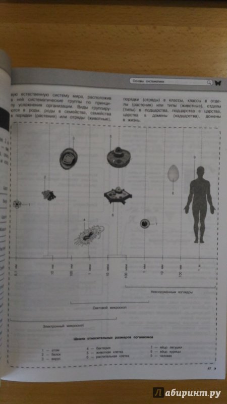 Иллюстрация 36 из 78 для Биология - Мазур, Никитинская | Лабиринт - книги. Источник: Wiseman