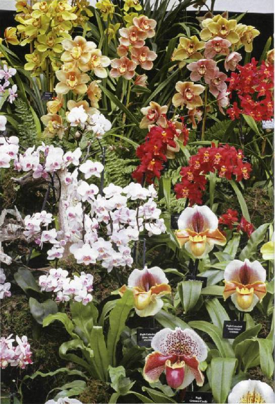 Иллюстрация 25 из 30 для Все об орхидеях - Дэвид Хессайон | Лабиринт - книги. Источник: Юта