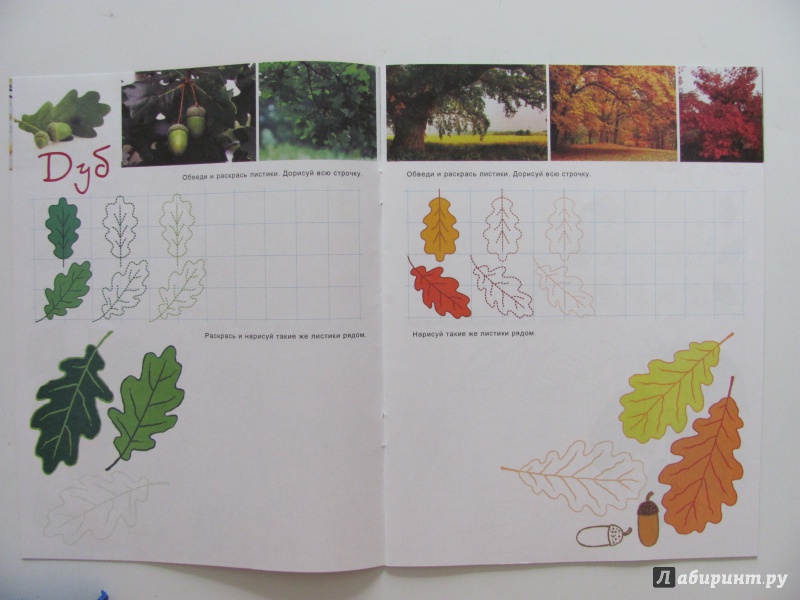 Иллюстрация 4 из 16 для Познавательные прописи "Листья и деревья" (33981) | Лабиринт - книги. Источник: Гончарова  Виктория Александровна