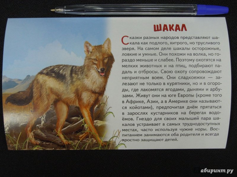 Иллюстрация 19 из 20 для Карточки. Животные Европы | Лабиринт - книги. Источник: Королева  Кристина