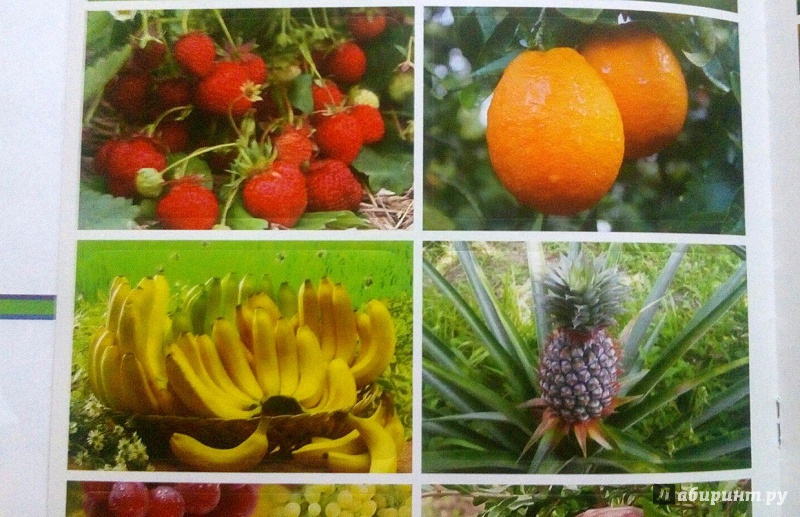Иллюстрация 15 из 21 для Фрукты и ягоды | Лабиринт - книги. Источник: Ставская Татьяна
