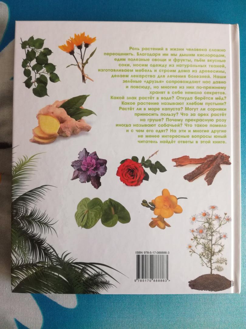 Иллюстрация 32 из 32 для Растения - Анна Спектор | Лабиринт - книги. Источник: Каппес  Ангелина