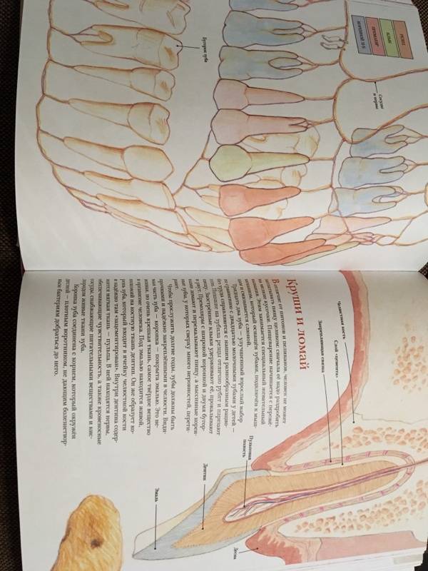 Иллюстрация 59 из 104 для Как мы устроены. Путеводитель по человеческому организму - Маколи, Уокер | Лабиринт - книги. Источник: Tanya81