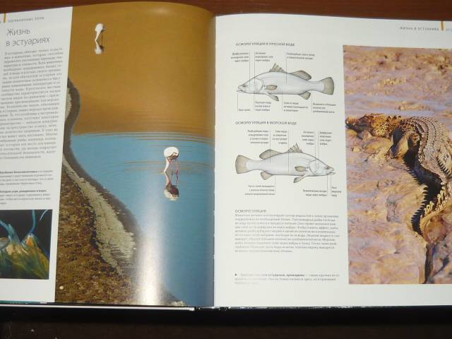 Иллюстрация 32 из 65 для Океаны - Хатчинсон, Хоукинс | Лабиринт - книги. Источник: Ромашка:-)